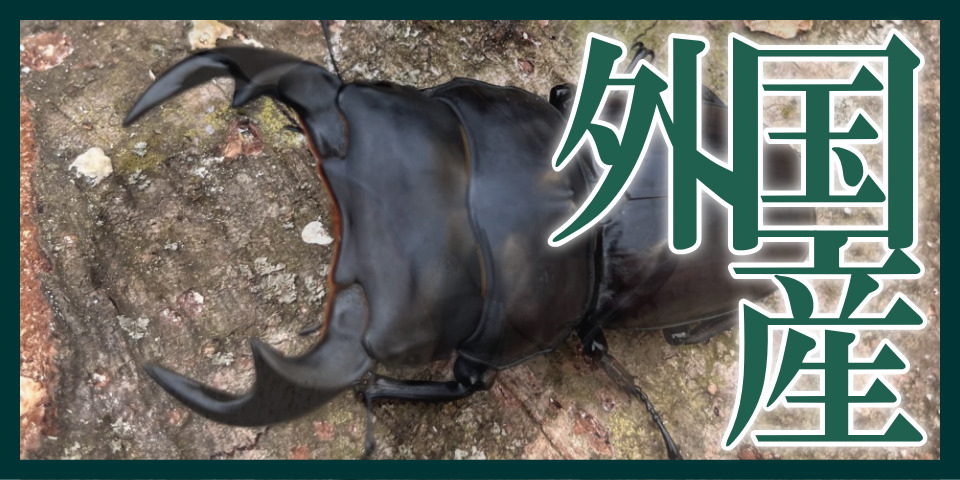 外国産クワガタ